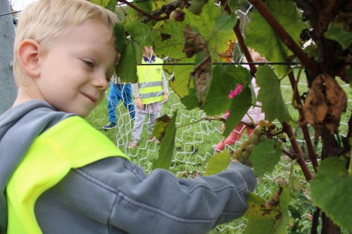 Vycházka do vinohradu a vinného sklepa u Durníků 7  